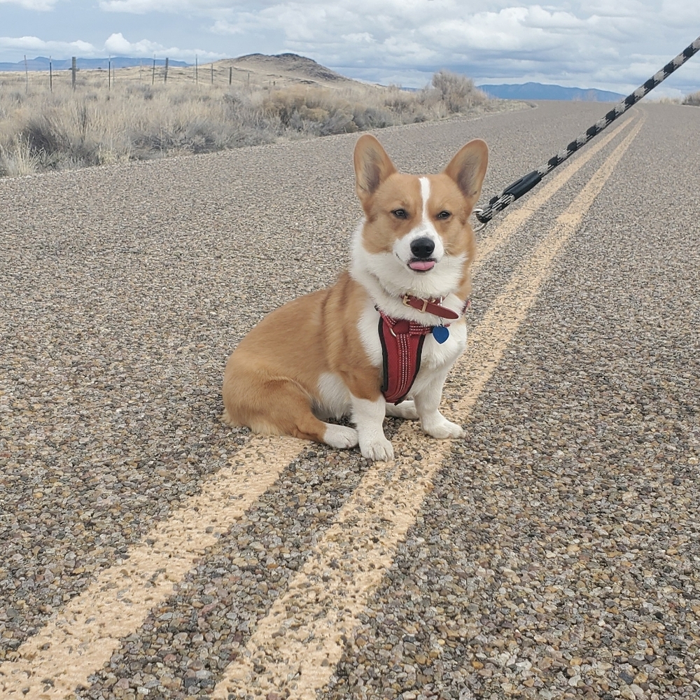 Meet your Posher, Wendy